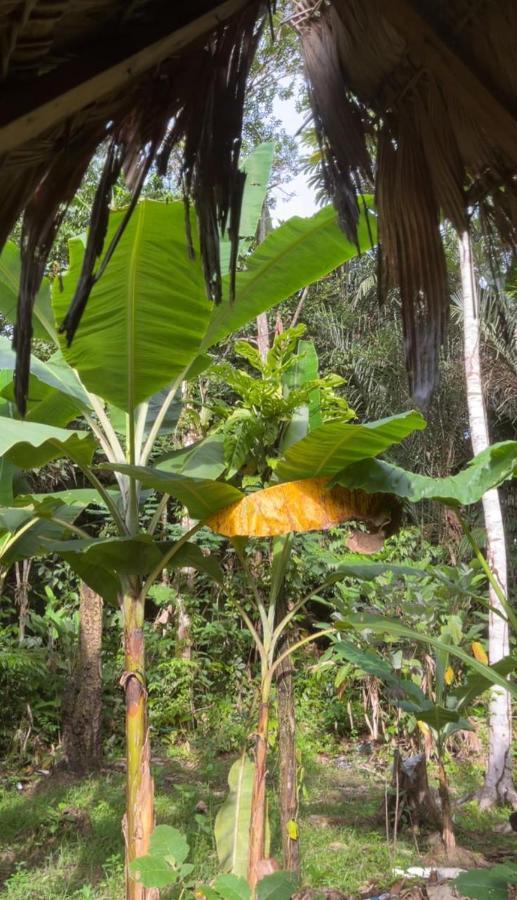 Palmayacu - Refugio Amazonico Летисия Екстериор снимка
